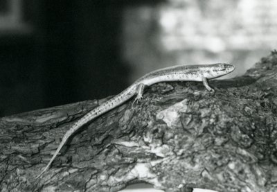 Skink lepää puun päällä Lontoon eläintarhassa vuonna 1929 (b/w kuva) tekijältä Frederick William Bond