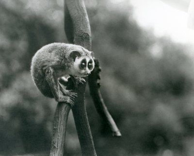 Hoikka Loris katsomassa alas oksasta Lontoon eläintarhassa, elokuussa 1926 tekijältä Frederick William Bond