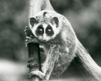 Slender Loris katselee alas oksalta, Lontoon eläintarha, elokuu 1926. tekijältä Frederick William Bond