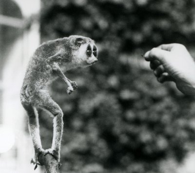 Hoikka Loris seisoo pystyssä oksalla ja katsoo vartijan kättä, kun sille tarjotaan jauhomato, Lontoon eläintarha, elokuu 1926 tekijältä Frederick William Bond