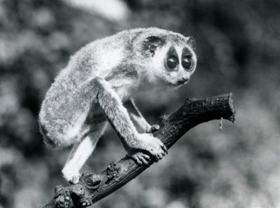 Hoikka loris kävelee oksalla, Lontoon eläintarha, elokuu 1926. tekijältä Frederick William Bond