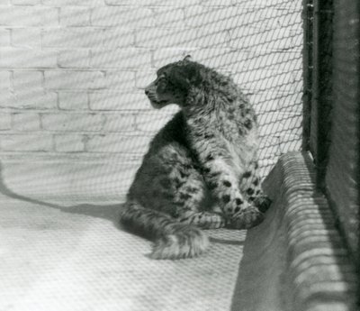 Snow Leopard istuu lattialla Lontoon eläintarhassa tekijältä Frederick William Bond