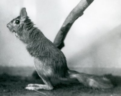 Eteläafrikkalainen kevätjänisCape Jumping Hare istuu oksalla aitauksessaan, Lontoon eläintarha, joulukuu 1925. tekijältä Frederick William Bond