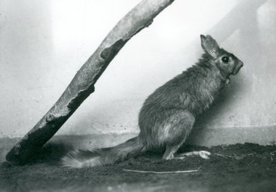 Eteläafrikkalainen kevätjänisCape Jumping Hare istuu oksan alla aitauksessaan, Lontoon eläintarha, joulukuu 1925. tekijältä Frederick William Bond