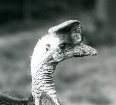 Southern Cassowary Lontoon eläintarhassa kesäkuussa 1925 tekijältä Frederick William Bond