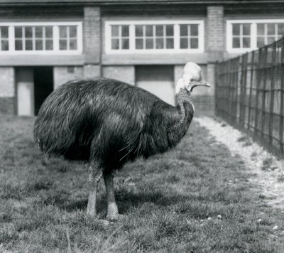 Southern Cassowary Lontoon eläintarhassa kesäkuussa 1925 tekijältä Frederick William Bond