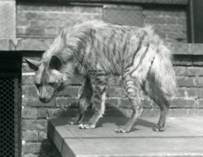 Raidallinen hyaana seisomassa alustalla aitauksessaan Lontoon eläintarhassa, kesäkuu 1925 tekijältä Frederick William Bond