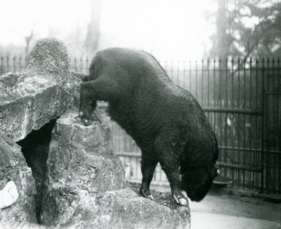 Takin, joka tunnetaan myös nimellä Cattle chamois tai Gnu vuohi, kiipeämässä alas kalliolta, Lontoon eläintarha. tekijältä Frederick William Bond