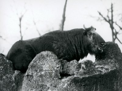 Takin, joka tunnetaan myös nimellä karjan säämiskä tai Gnu-vuohi, lepää kivellä, Lontoon eläintarha, 1925 tekijältä Frederick William Bond