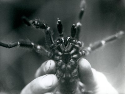 Tarantulaa pidetään ylhäällä, jotta sen torahampaat näkyisivät alhaalta, Lontoon eläintarha, lokakuu 1925. tekijältä Frederick William Bond