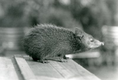 Tenrec Lontoon eläintarhassa vuonna 1929 (m/v kuva) tekijältä Frederick William Bond