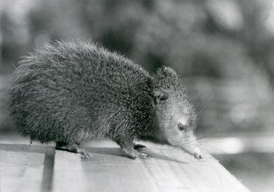 Tenrec Lontoon eläintarhassa vuonna 1929 (m/w kuva) tekijältä Frederick William Bond