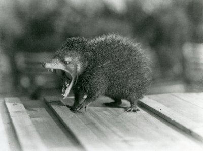 Tenrec suu auki, leveä aukko ja terävät hampaat, Lontoon eläintarha tekijältä Frederick William Bond