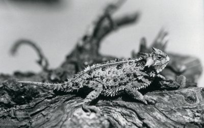 Texas Horned Lizard/Horntoad/Horned Toad/Kiimainen rupikonna lepäämässä tukissa Lontoon eläintarhassa syyskuussa 1928 (m/v kuva) tekijältä Frederick William Bond