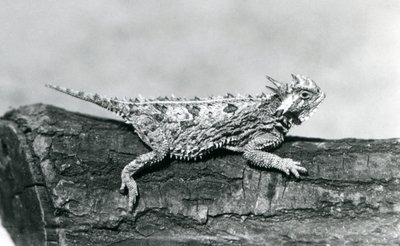 Texasin sarveislisko/sarvirupikonna/sarvirupikonna/kiimainen rupikonna lepäämässä tukkilla Lontoon eläintarhassa elokuussa 1928 (b/w kuva) tekijältä Frederick William Bond
