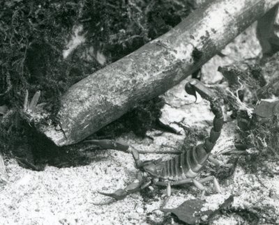 Texas Scorpion Lontoon eläintarhassa vuonna 1928 (m/v kuva) tekijältä Frederick William Bond