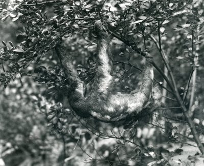 Kolmivarpainen laiskiainen riippumassa vehreästä oksasta Lontoon eläintarhassa. elokuuta 1920. tekijältä Frederick William Bond