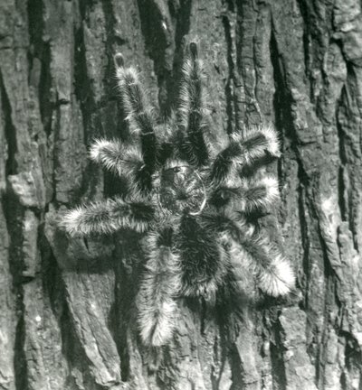 Trinidadin Chevron-tarantula puunrungon kuorella, Lontoon eläintarha, lokakuu 1926. tekijältä Frederick William Bond