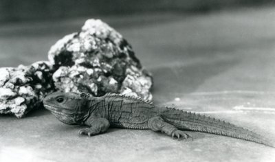 Tuatara makaa kallion edessä Lontoon eläintarhassa vuonna 1928 (s/w-kuva). tekijältä Frederick William Bond