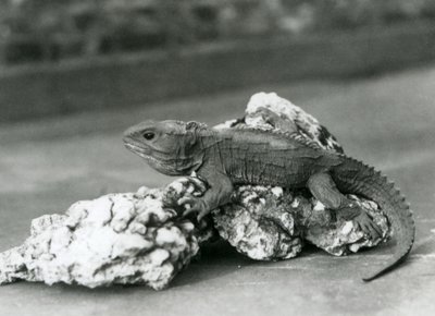 Tuatara makaa kivellä Lontoon eläintarhassa vuonna 1929 (m/v kuva) tekijältä Frederick William Bond