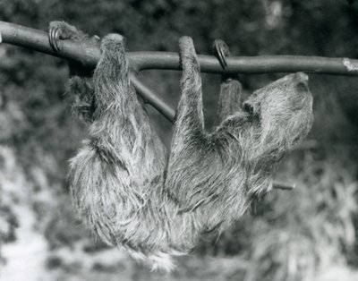 Kaksivarpainen laiskiainen roikkuu leikatusta oksasta, Lontoon eläintarha, 1927. tekijältä Frederick William Bond