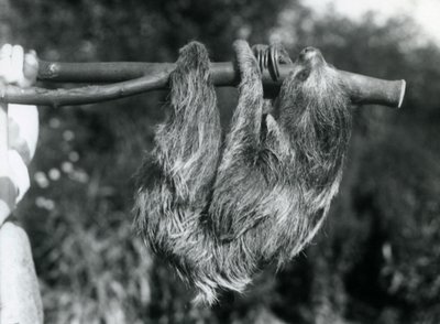 Kahden varpaan laiskiainen roikkuu leikatusta oksasta, jota eläintenhoitaja pitää, Lontoon eläintarha, 1925. tekijältä Frederick William Bond