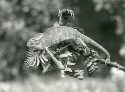 Veiled tai Jemenin kameleontti pitää kiinni vehreän oksan päästä tarttuvalla häntällään, Lontoon eläintarha, kesäkuu 1924 tekijältä Frederick William Bond