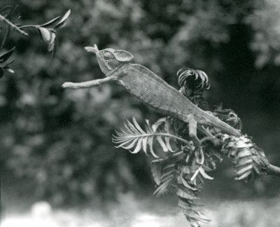 Veiled tai Jemenin kameleontti seisoo yhdellä vehreällä oksalla ja kurottautuu toista kohti, Lontoon eläintarha, kesäkuu 1924 tekijältä Frederick William Bond