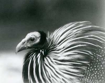 Vulturine Guineafowl Lontoon eläintarhassa vuonna 1927. tekijältä Frederick William Bond