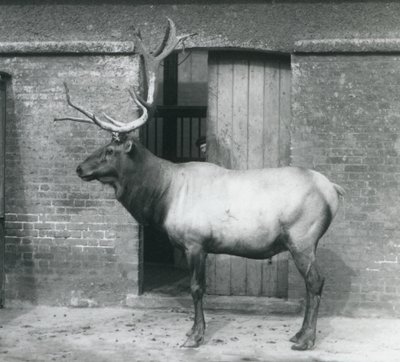 WapitiElk-hirvi seisoo aitauksessaan Lontoon eläintarhassa syyskuussa 1927. tekijältä Frederick William Bond