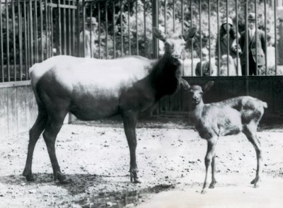 Wapiti/hirvi ja sen vasa tarhassaan, kun vierailijat katselevat kaltereiden läpi, Lontoon eläintarha. tekijältä Frederick William Bond