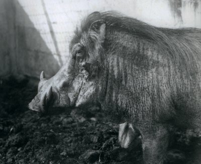 Wathog seisoo mudassa, Lontoon eläintarha, 1927 tekijältä Frederick William Bond