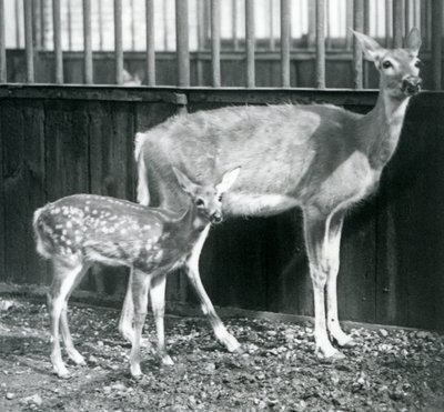Valkopyrstöneitsythirvi vasansa kanssa Lontoon eläintarhassa elokuussa 1927 tekijältä Frederick William Bond