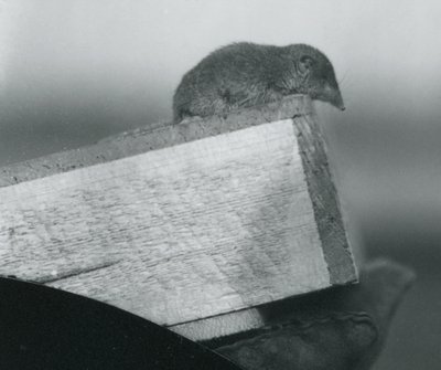 Valkohampainen käärme, joka katsoo alas puulaatikon reunan yli, hansikkaalla varustetun hoitajan kädessä, Lontoon eläintarha, huhtikuu 1917. tekijältä Frederick William Bond