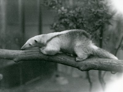 Nuori kaulustamandua kävelemässä haaraa pitkin Lontoon eläintarhassa, 24. huhtikuuta 1925 tekijältä Frederick William Bond