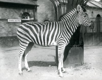 Seepra seisoo aitauksessa Lontoon eläintarhan Zebra Housen ulkopuolella vuonna 1925 tekijältä Frederick William Bond