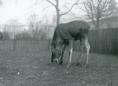 Härkä Hirvi seisoo aitauksessaan ja kurottautuu alas nurmikkoon, Lontoon eläintarha, tammikuu 1926 (m/v kuva) tekijältä Frederick William Bond