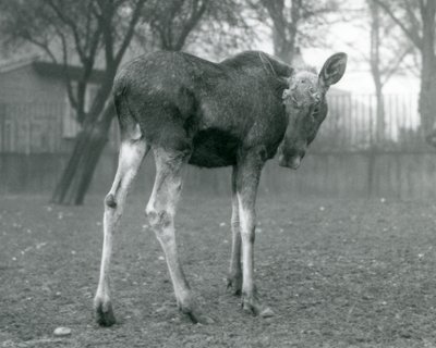 Hirvisonni, jolla on haavat hiljattain irronneissa sarvensa, Lontoon eläintarhassa, tammikuu 1926. tekijältä Frederick William Bond