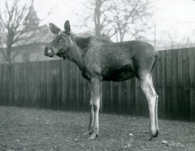 Hirvisonni, jolla on haavat hiljattain irronneissa sarvensa, Lontoon eläintarhassa, tammikuu 1926. tekijältä Frederick William Bond