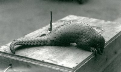 Kriittisesti uhanalainen kiinanpangoliini kurkistelee puulaatikon reunan yli, jossa se istuu, Lontoon eläintarha, heinäkuu 1925. tekijältä Frederick William Bond