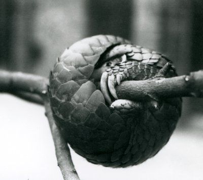Kriittisesti uhanalainen kiinanpangoliini lepää vaakasuoran oksan ympärille käpertyneenä, Lontoon eläintarha, ennen vuotta 1930. tekijältä Frederick William Bond