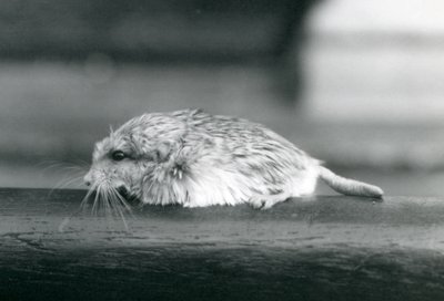 A fat-tailed / duprasi gerbiili, Lontoon eläintarha, heinäkuu 1925 (b/w kuva) tekijältä Frederick William Bond