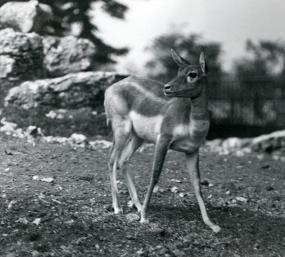 Naaras Blackbuck Lontoon eläintarhassa vuonna 1924 tekijältä Frederick William Bond