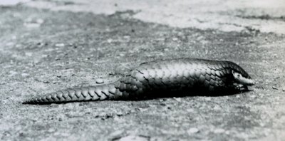 Naaras kiinalainen Pangolin Lontoon eläintarhassa elokuussa 1925 tekijältä Frederick William Bond