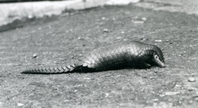 Naaras kiinalainen Pangolin Lontoon eläintarhassa elokuussa 1925 tekijältä Frederick William Bond