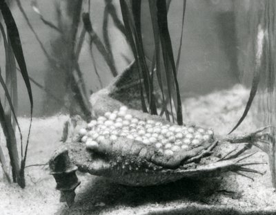 Naaras Surinamin rupikonna, jonka munat ovat upotettuina selän ihoon, Lontoon eläintarha tekijältä Frederick William Bond