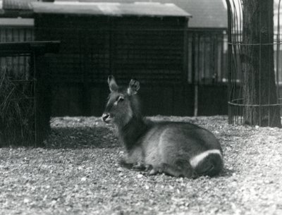 Naaras Waterbuck, Kobus ellipsiprymnus, istumassa aitassaan Lontoon eläintarhassa, kesäkuu 1924 tekijältä Frederick William Bond