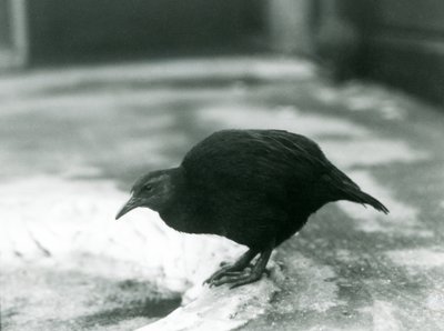 Lentokyvytön WekaMaori-kana Woodhen Lontoon eläintarhassa vuonna 1927. tekijältä Frederick William Bond