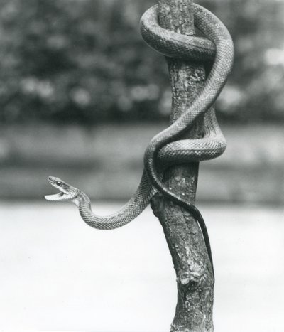 Haukotteleva Texas Rat Snake kiertyi pystysuoran oksan ympärille Lontoon eläintarhassa elokuussa 1928 (b/w kuva) tekijältä Frederick William Bond