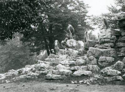 Viiden hengen marabou-haikararyhmä seisomassa kivillä Lontoon eläintarhan Antelope Paddockissa vuonna 1928 (m/v kuva) tekijältä Frederick William Bond